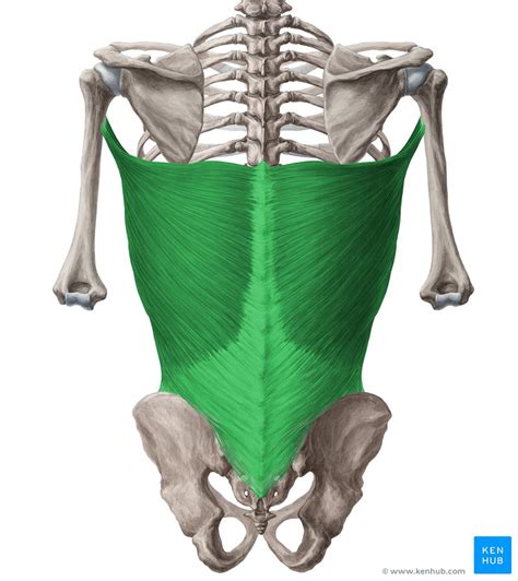 musculo dorsal ancho